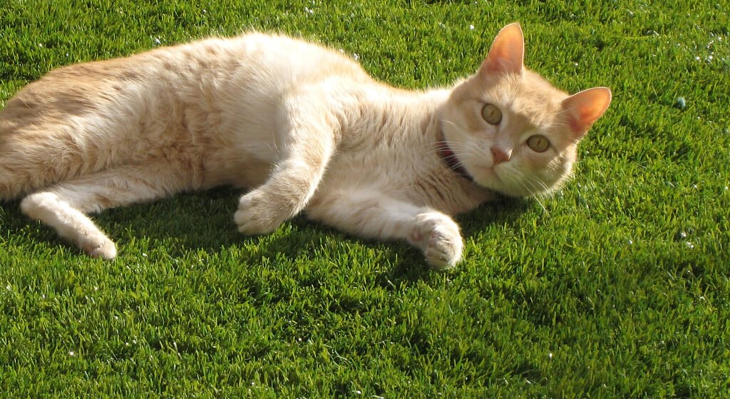 Amigable con los animales